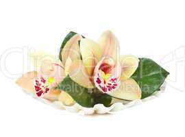 Orchid flowers in the seashell