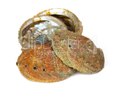Four abalone shells
