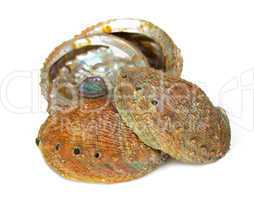 Four abalone shells