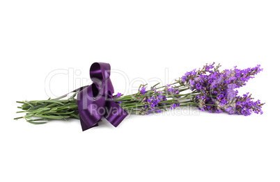 lavender flower isolated