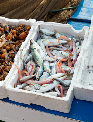 Fresh fish for sale at the harbor