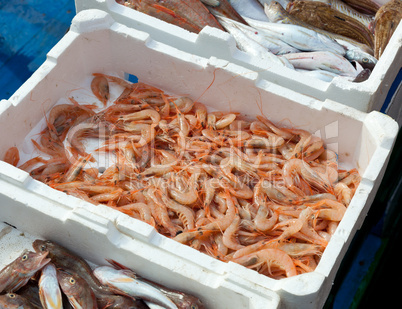 Fresh fish for sale at the harbor