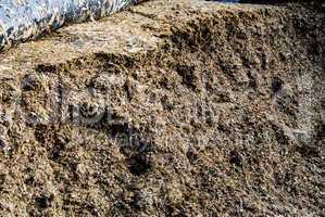 silage futter