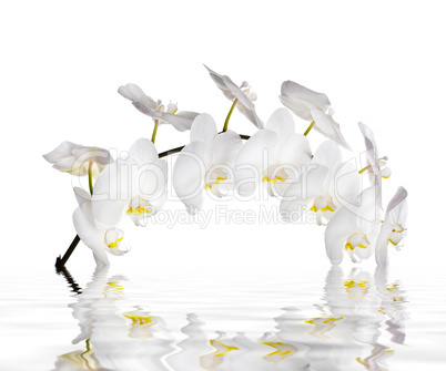 White orchid flowers