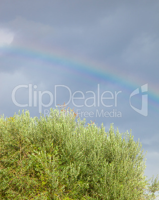 Rainbow colive tree