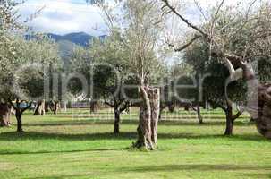 Olive trees