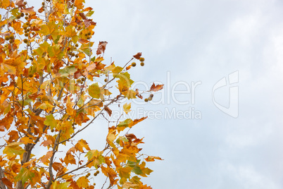 Chestnut tree in autumn with dry leaves