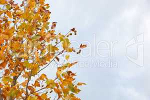 Chestnut tree in autumn with dry leaves