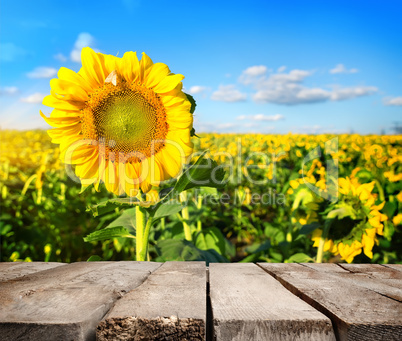 Table and field of sunflowers