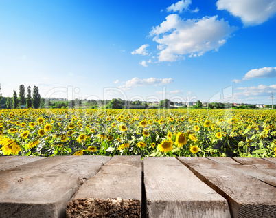 Wooden table and field of sunflowers