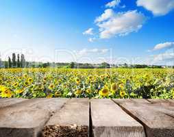 Wooden table and field of sunflowers