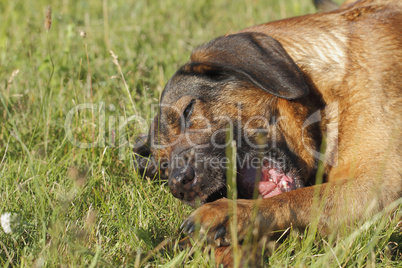 spielender hund