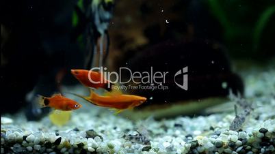 Aquarium with colorfull fishes