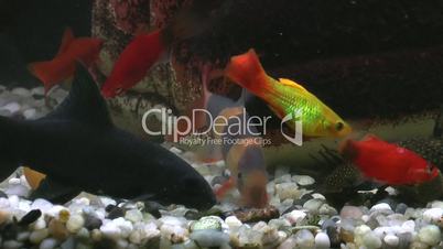 Aquarium with colorfull fishes