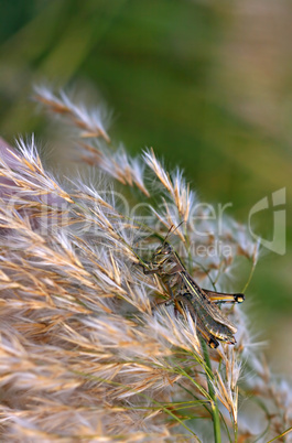 grasshopper feeding on pampas grass at sunset