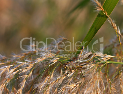 grasshopper feeding on pampas grass at sunset