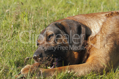 spielender hund