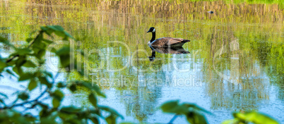 canadian goose