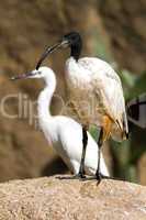African sacred ibis.