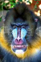 Mandrill