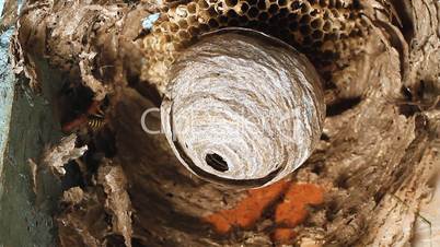 wasp in nest