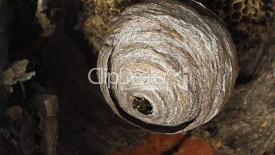 Wasp in Nest