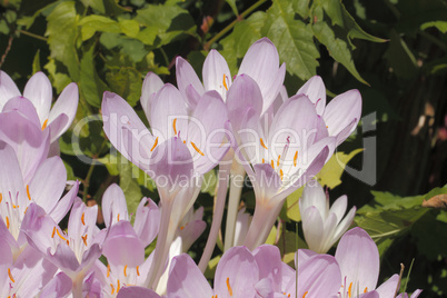 herbstzeitlosen (colchicum autumnale)