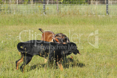 spielende hunde