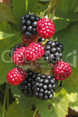 brombeeren (rubus sectio rubus)