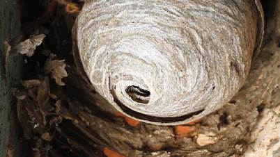 wasp in nest