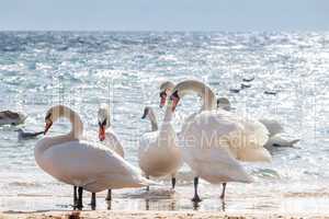 Swan flock