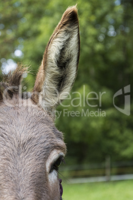 detail of donkey with huge ear
