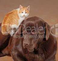 Little orange cat with a brown labrador