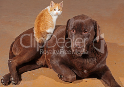 Little orange cat with a brown labrador