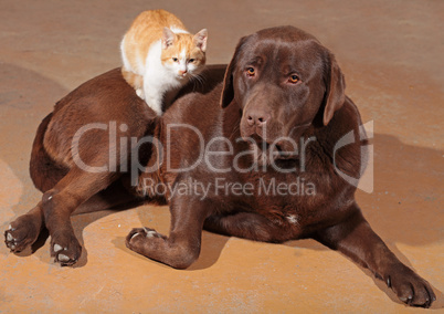 little orange cat with a brown labrador