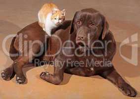 little orange cat with a brown labrador