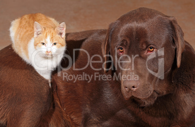 Little orange cat with a brown labrador