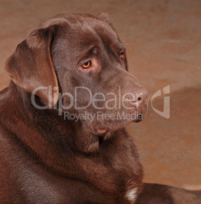 Chocolate labrador