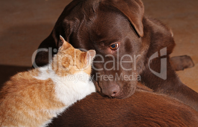 Little orange cat with a brown labrador