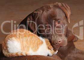 little orange cat with a brown labrador