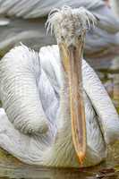 Dalmatian pelican (pelecanus crispus)