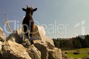 Ziege, Zieglein, zicklein, klein, Baby, Schaf, Berg, Felsen, Gebirge, Sommer, Tier, Säugetier, schwarz, weiß, klein, allein, einzeln, geißlein, niedlich, streichelzoo, gehege, tierlieb, zutraulich, Horn, Hörner, national park, Zoo, Tierpark,