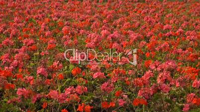 a bed of orange flowers