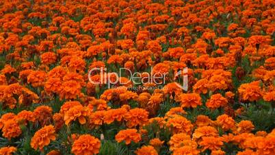 a bed of orange flowers