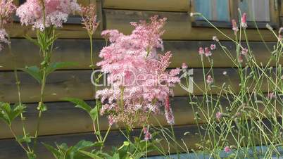 Astilbe.