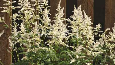 astilbe.