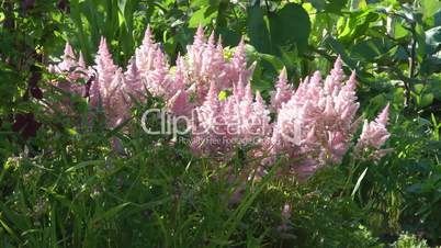 astilbe.