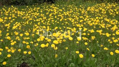 meadow of yellow daisies