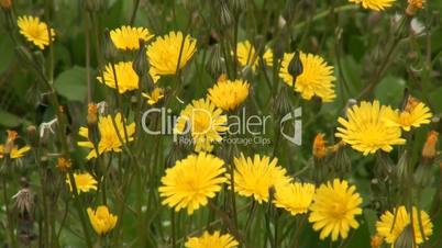 Meadow Yellow daisies in the windy weather