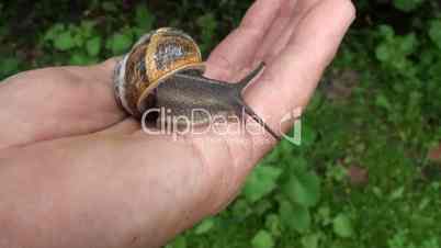 Snail on hand